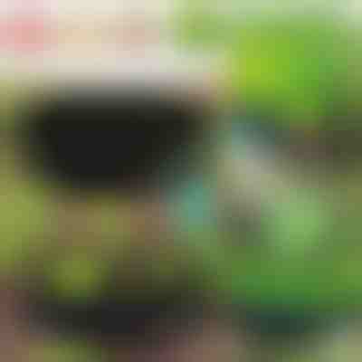 Екологична градина за вашите растения | PLANTIE